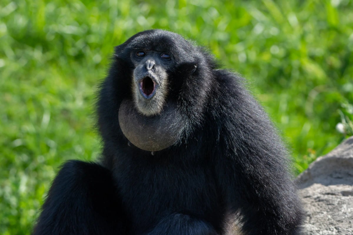 Siamang