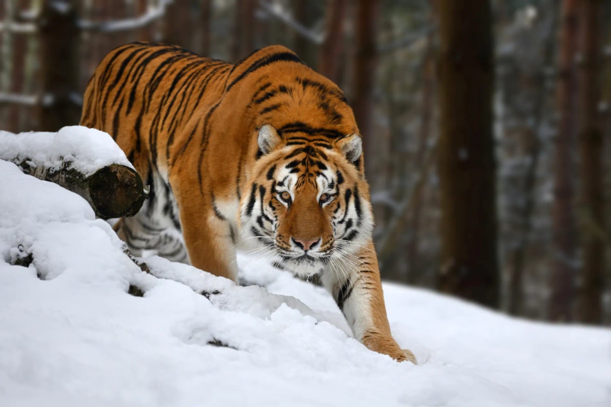 Siberian Tiger