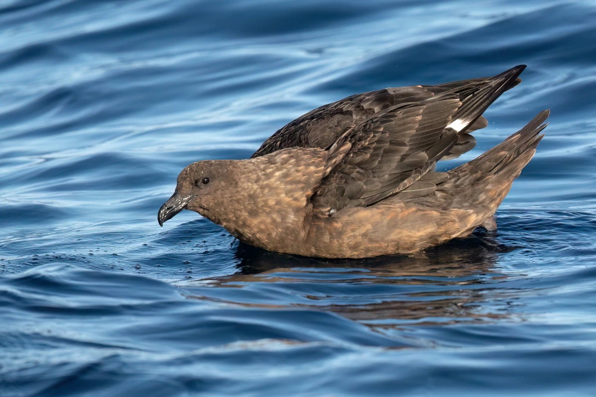 Brown Skua