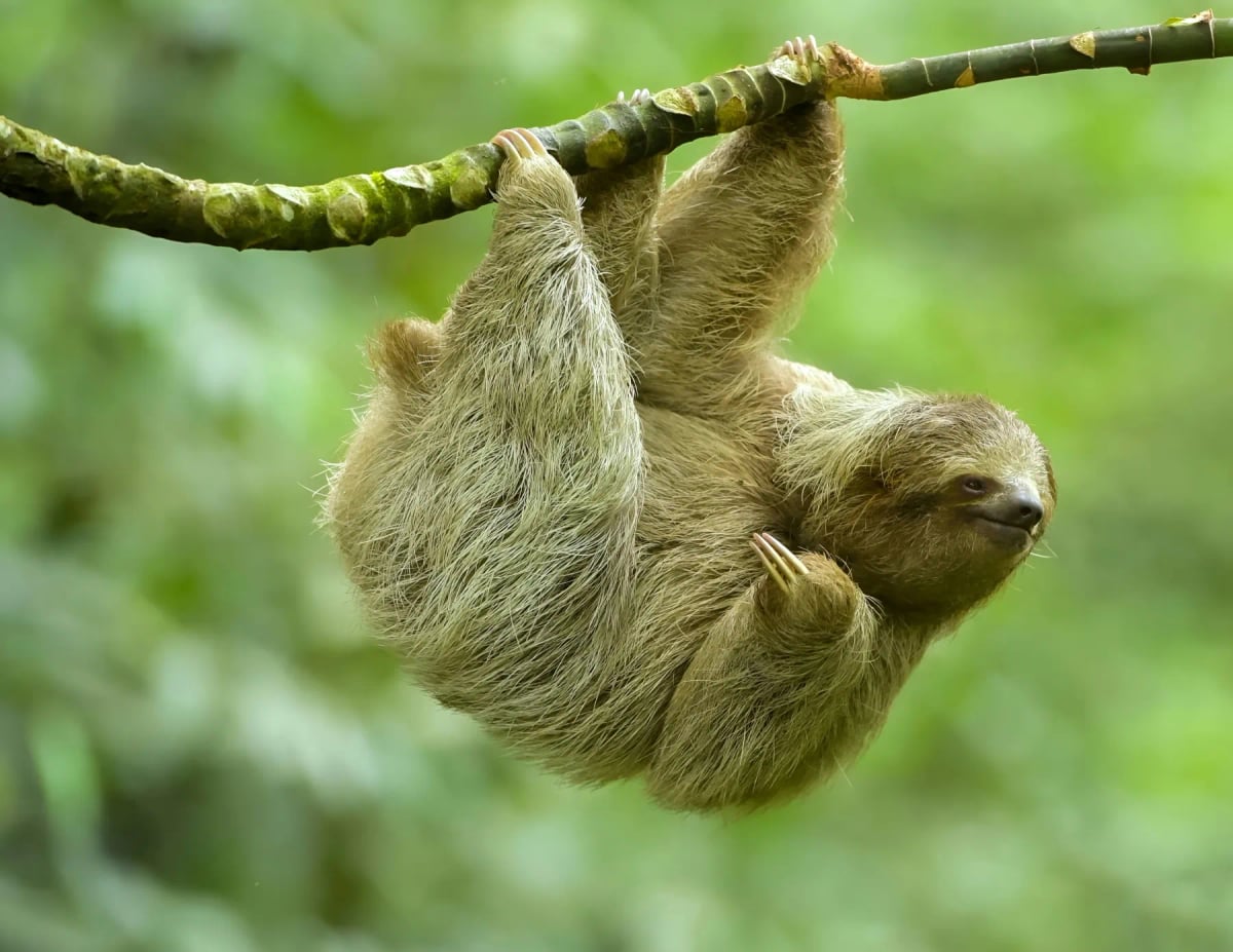 Sloth