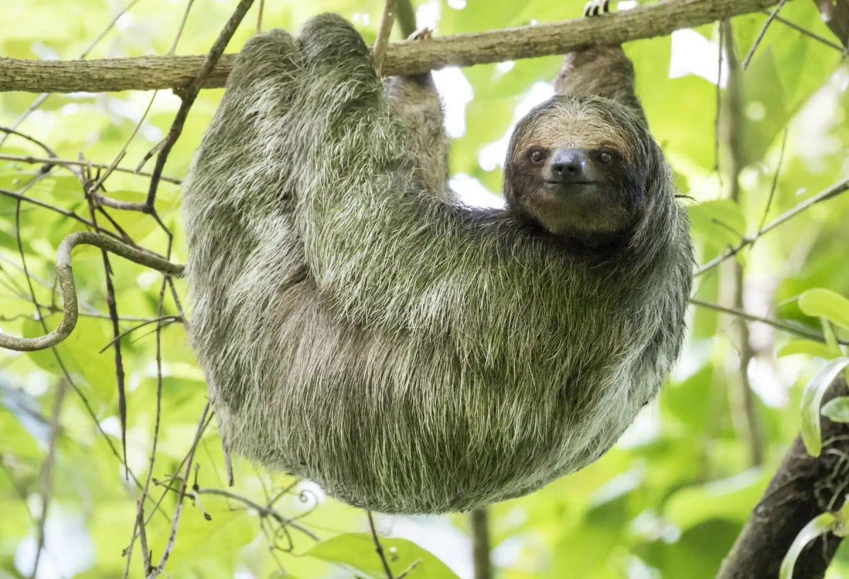 Perezoso en la naturaleza