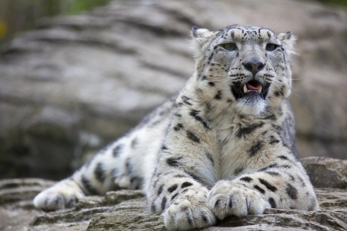 Snow Leopard