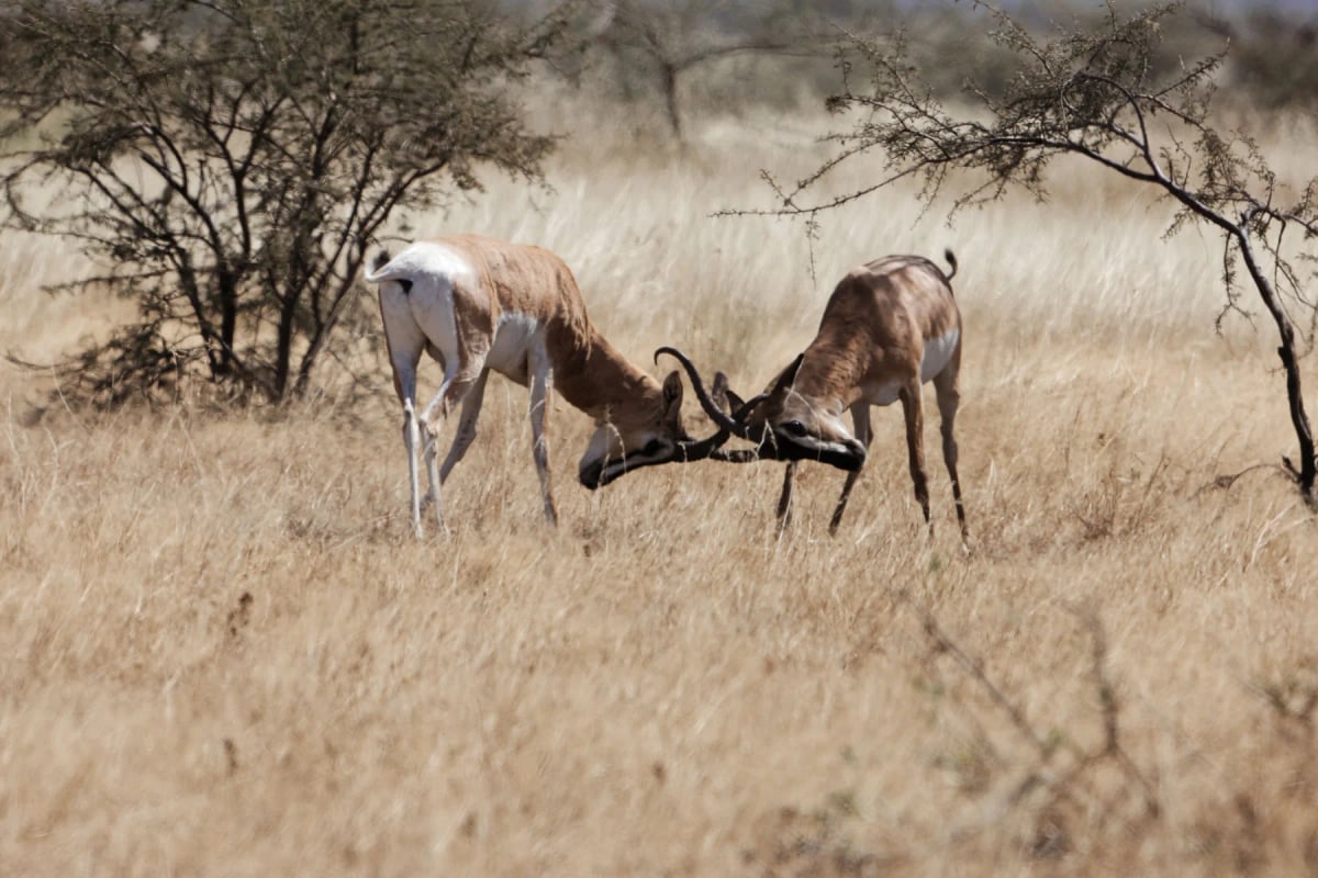 Gacela de Soemmerring en la naturaleza