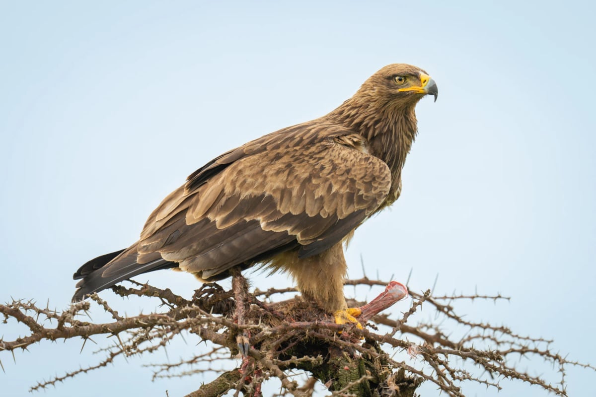 Steppe Eagle