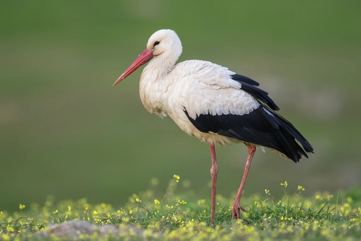 Stork