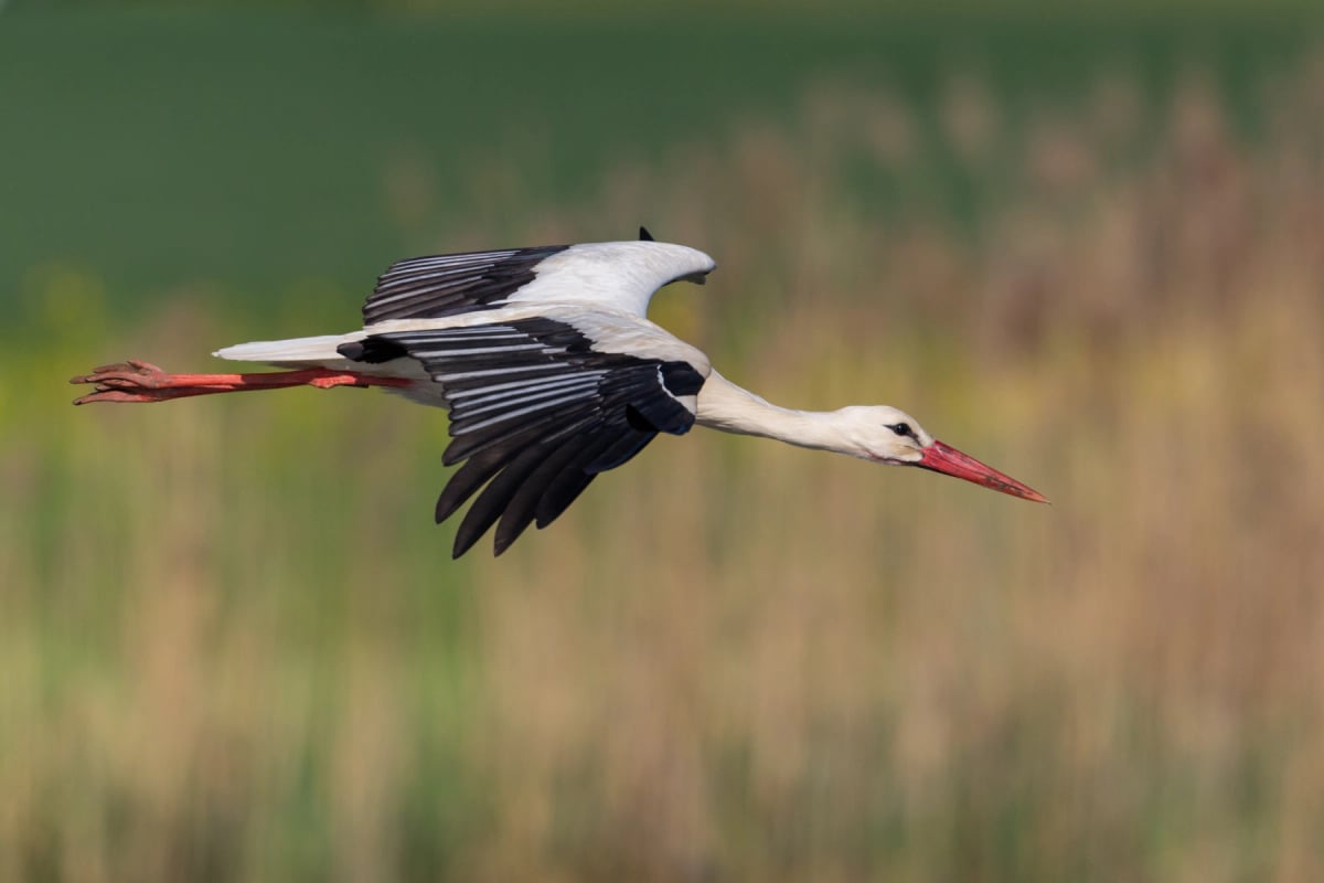 Stork in the wild