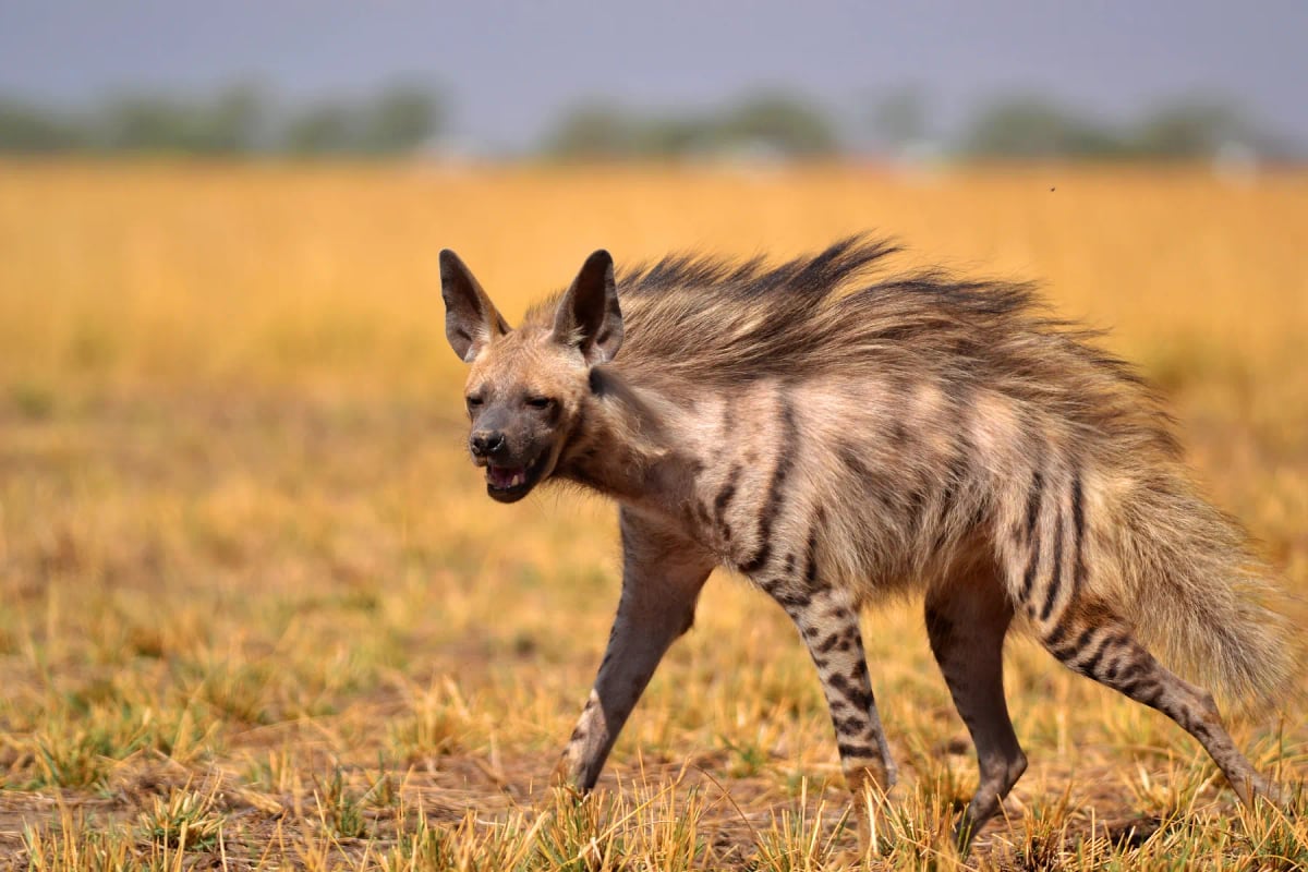 Striped Hyena