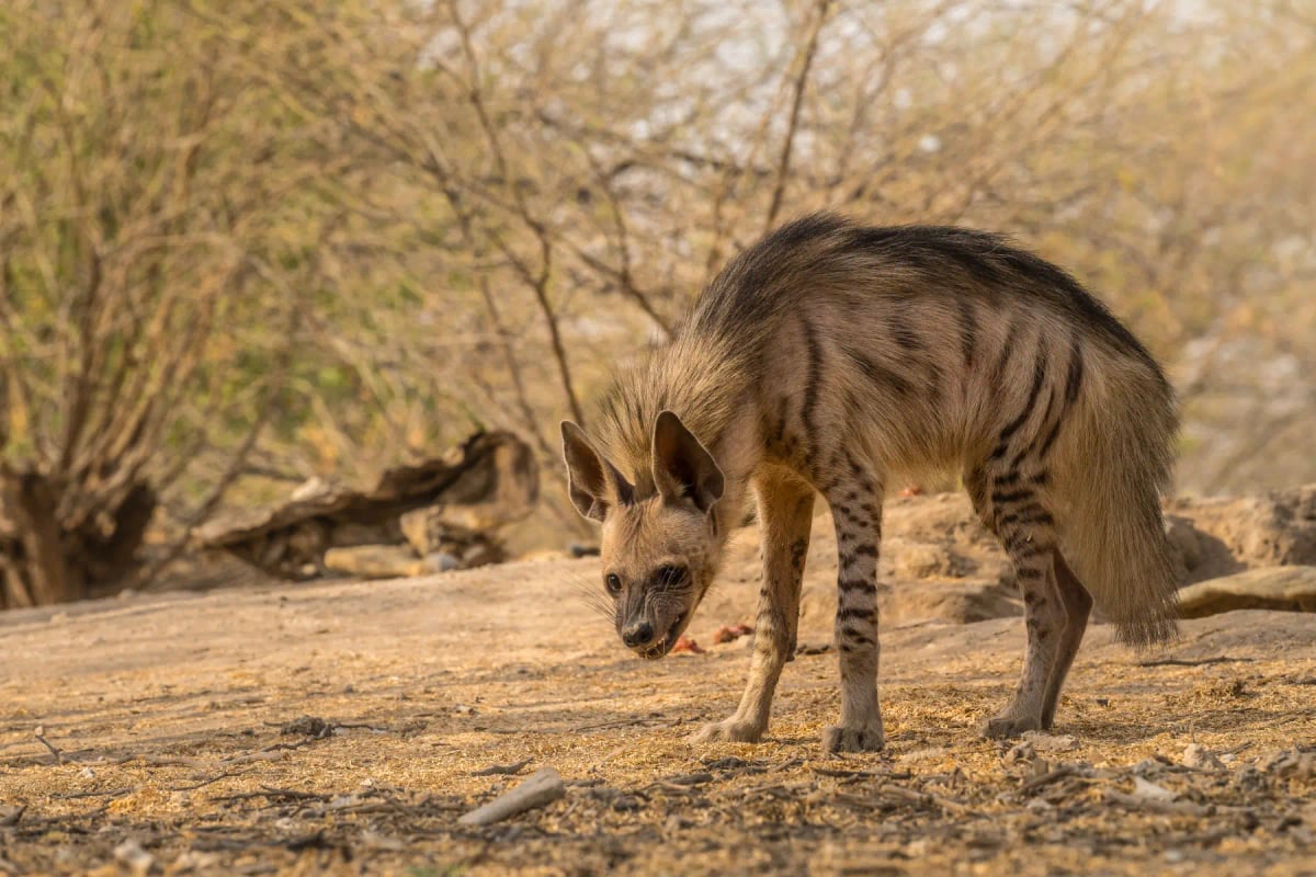 Striped Hyena in the wild