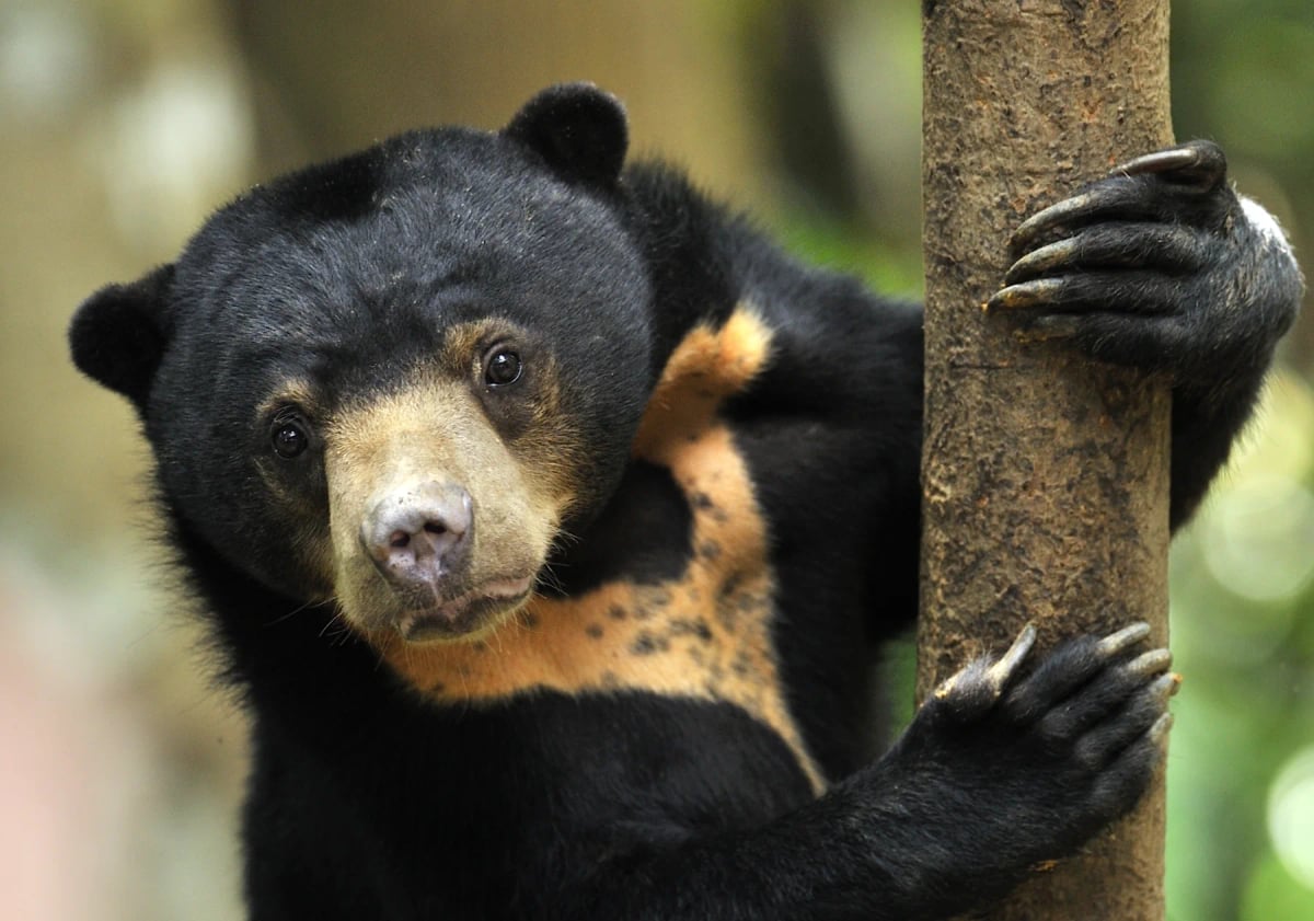 Sun Bear