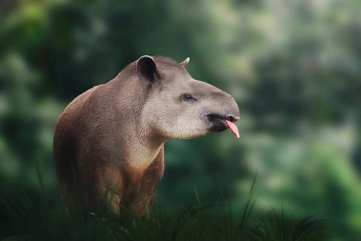 Tapir