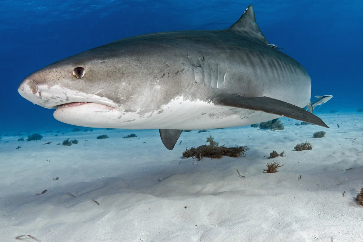 Tiger Shark