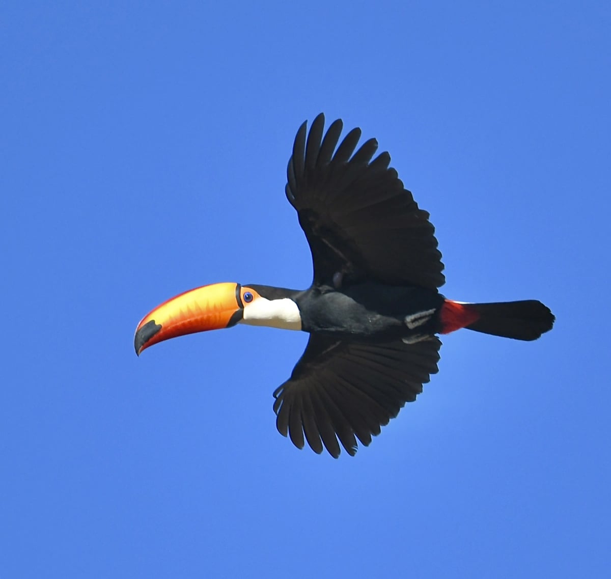 Toucan in the wild