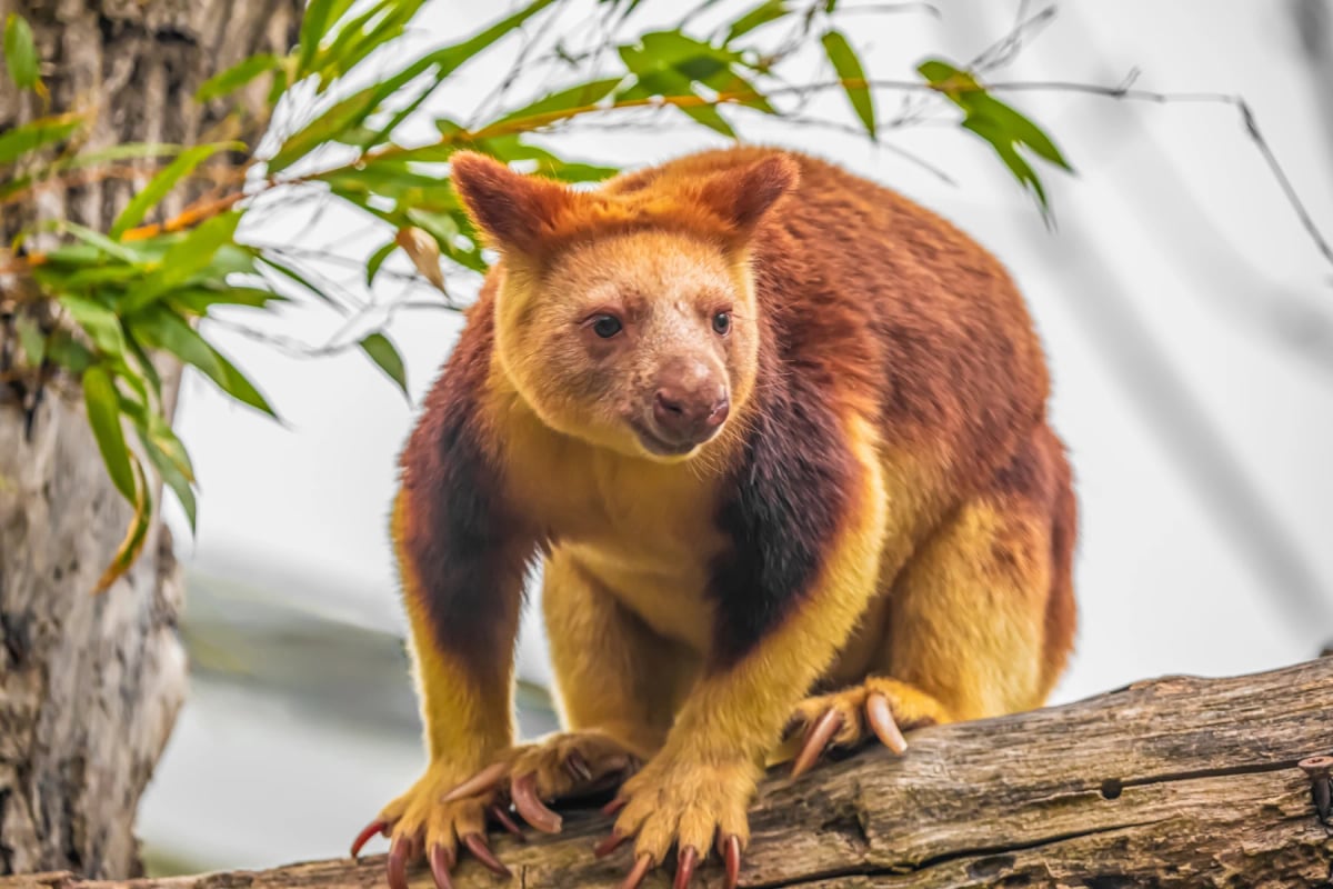 Canguro Arborícola