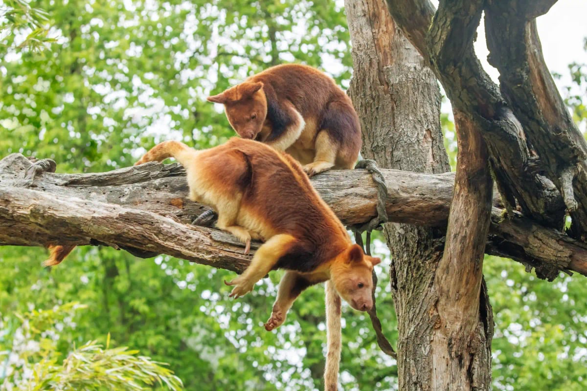 Canguro Arborícola en la naturaleza