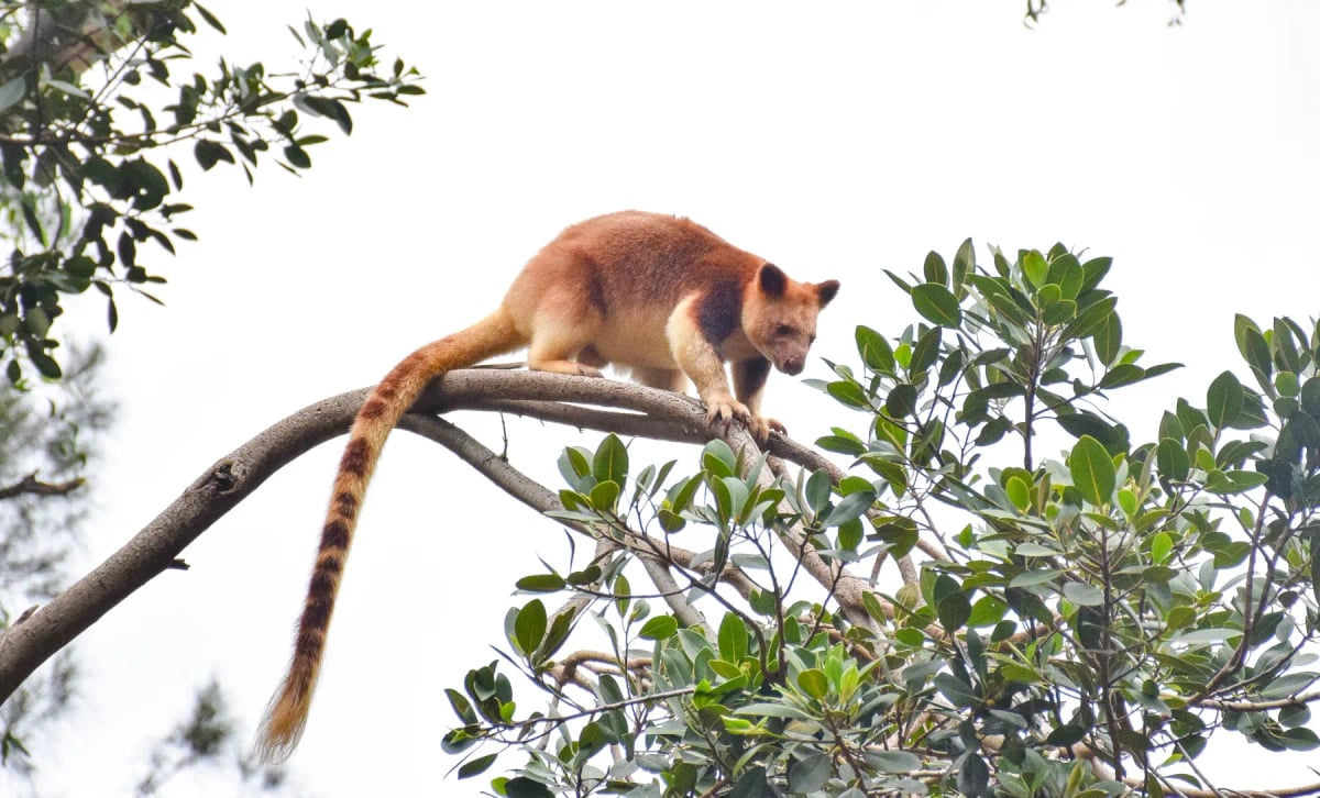 Canguro Arborícola en la naturaleza
