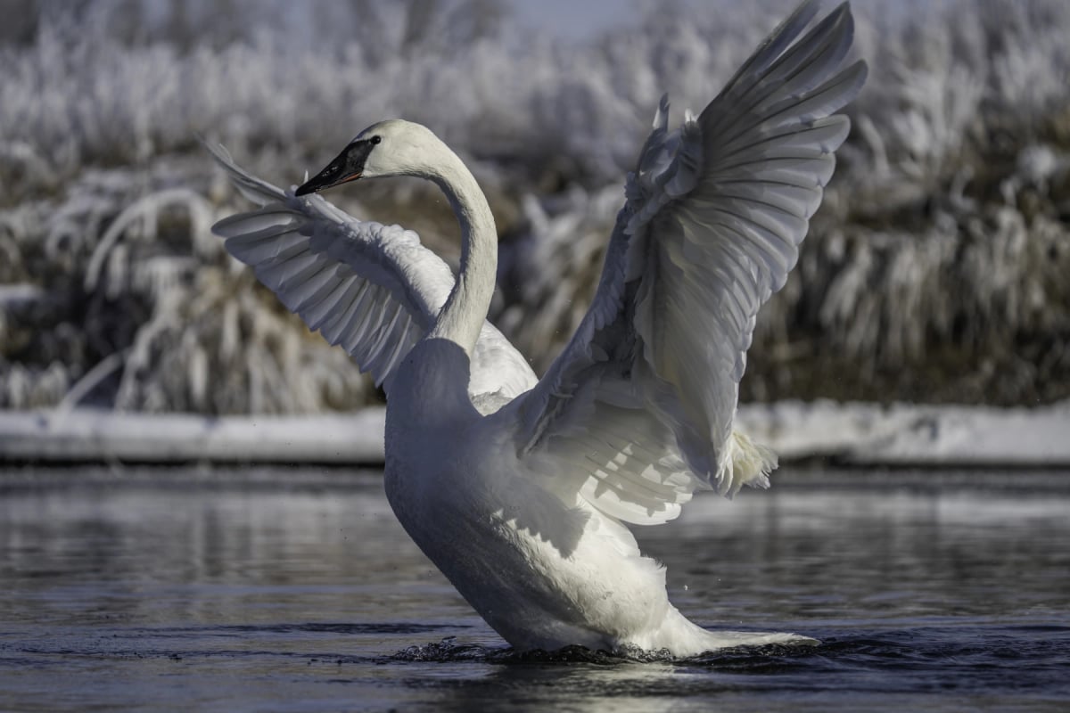 Cisne trompetero en la naturaleza