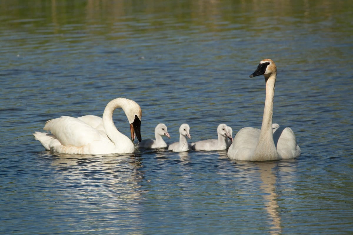 Cisne trompetero en la naturaleza