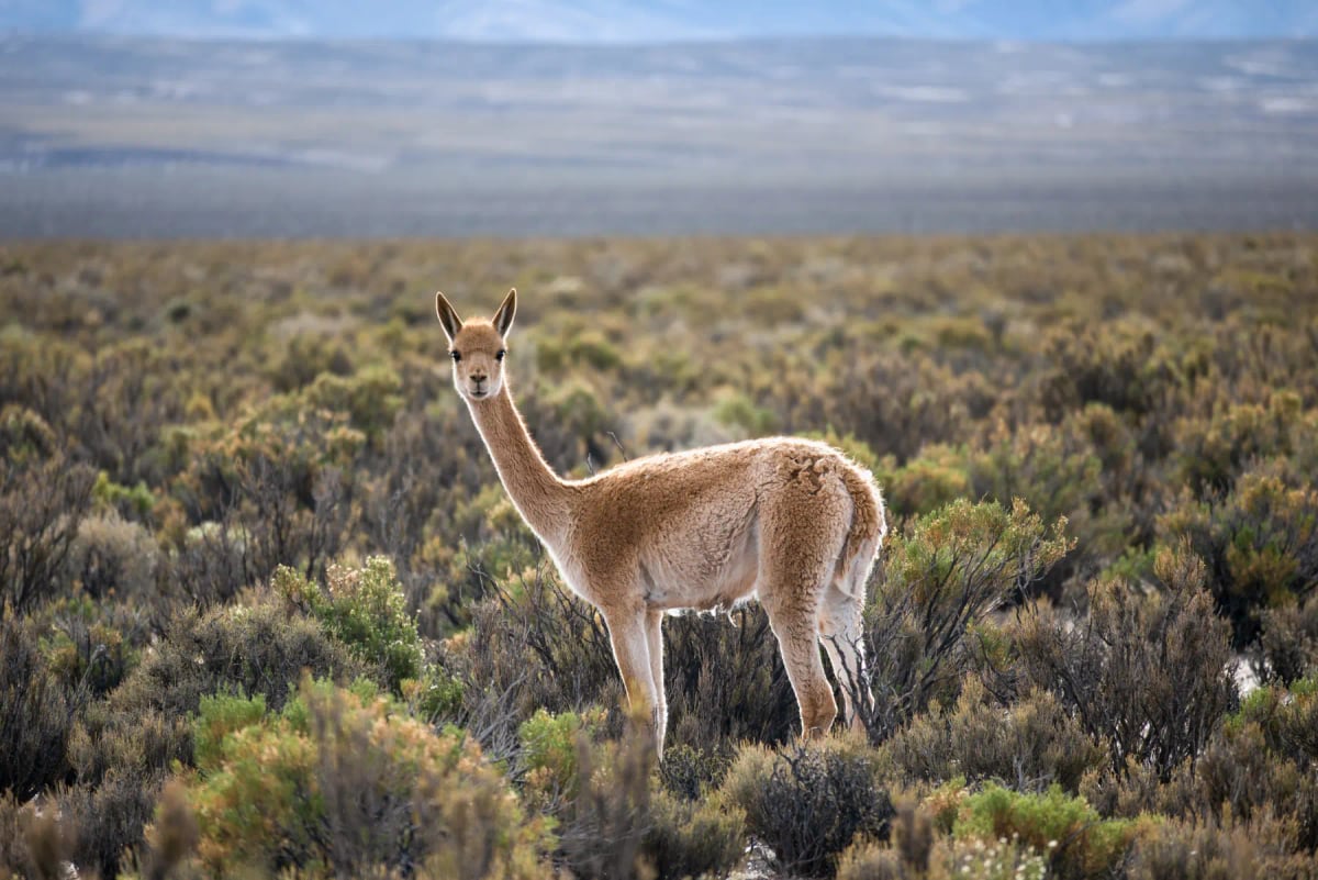 Vicuña
