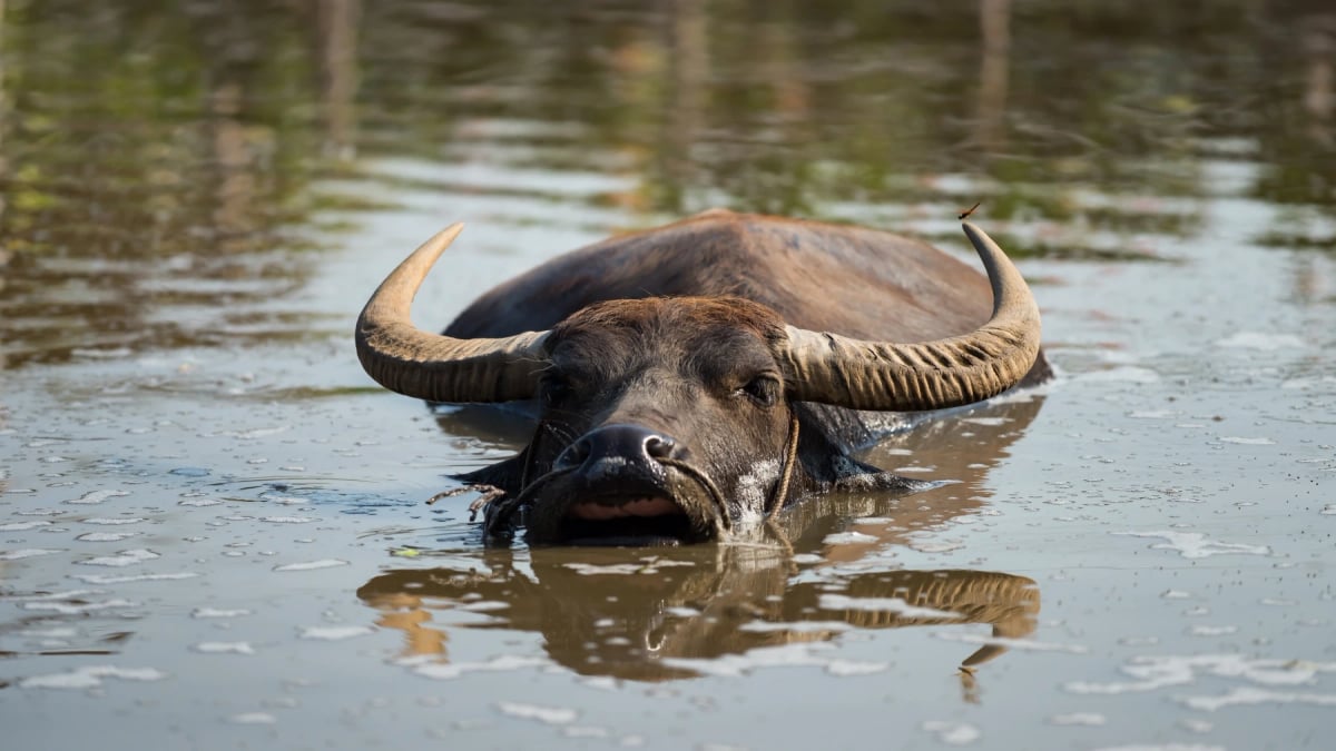 Búfalo De Agua en la naturaleza