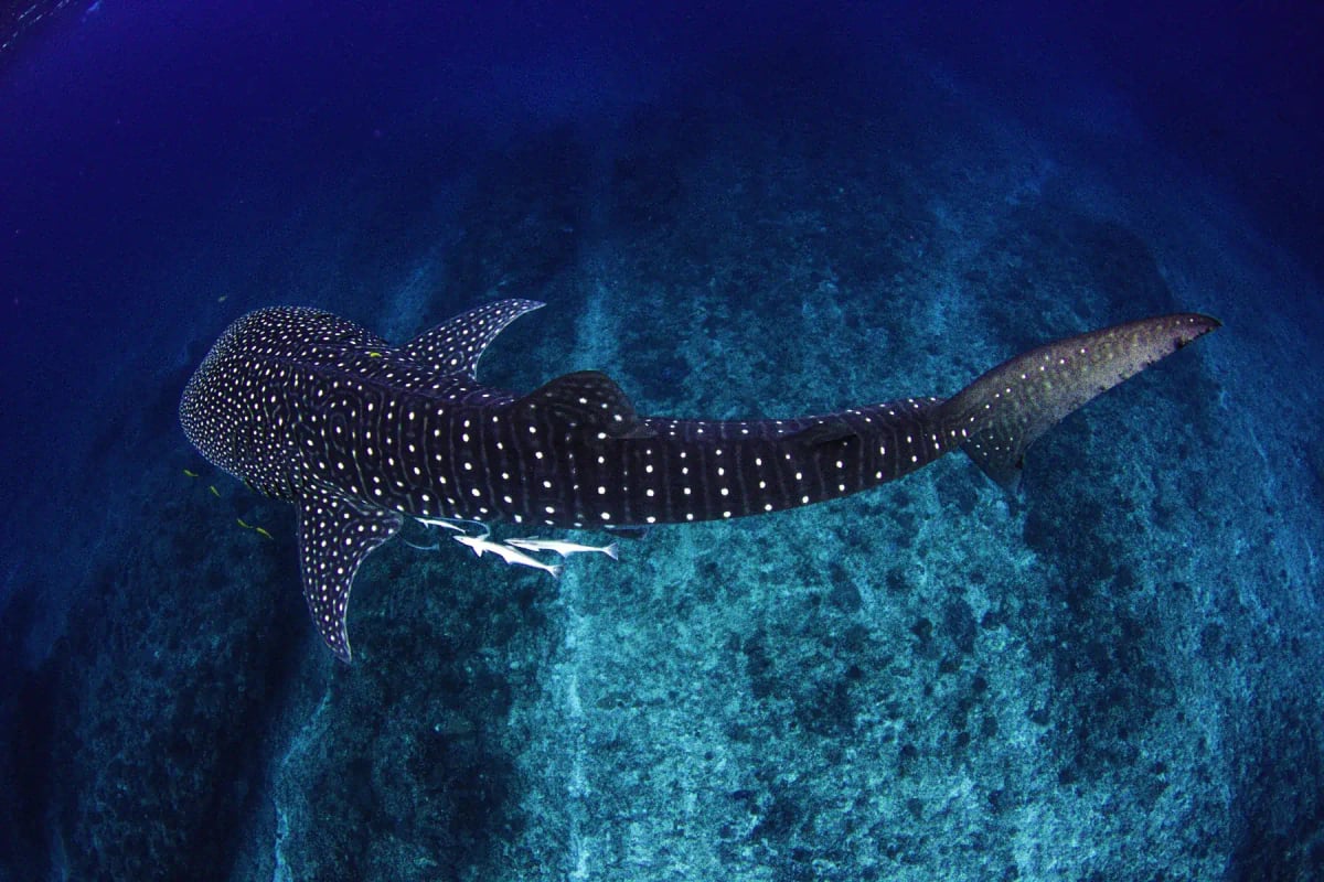 Tiburón Ballena en la naturaleza