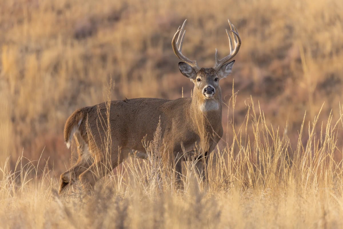 White tailed Deer