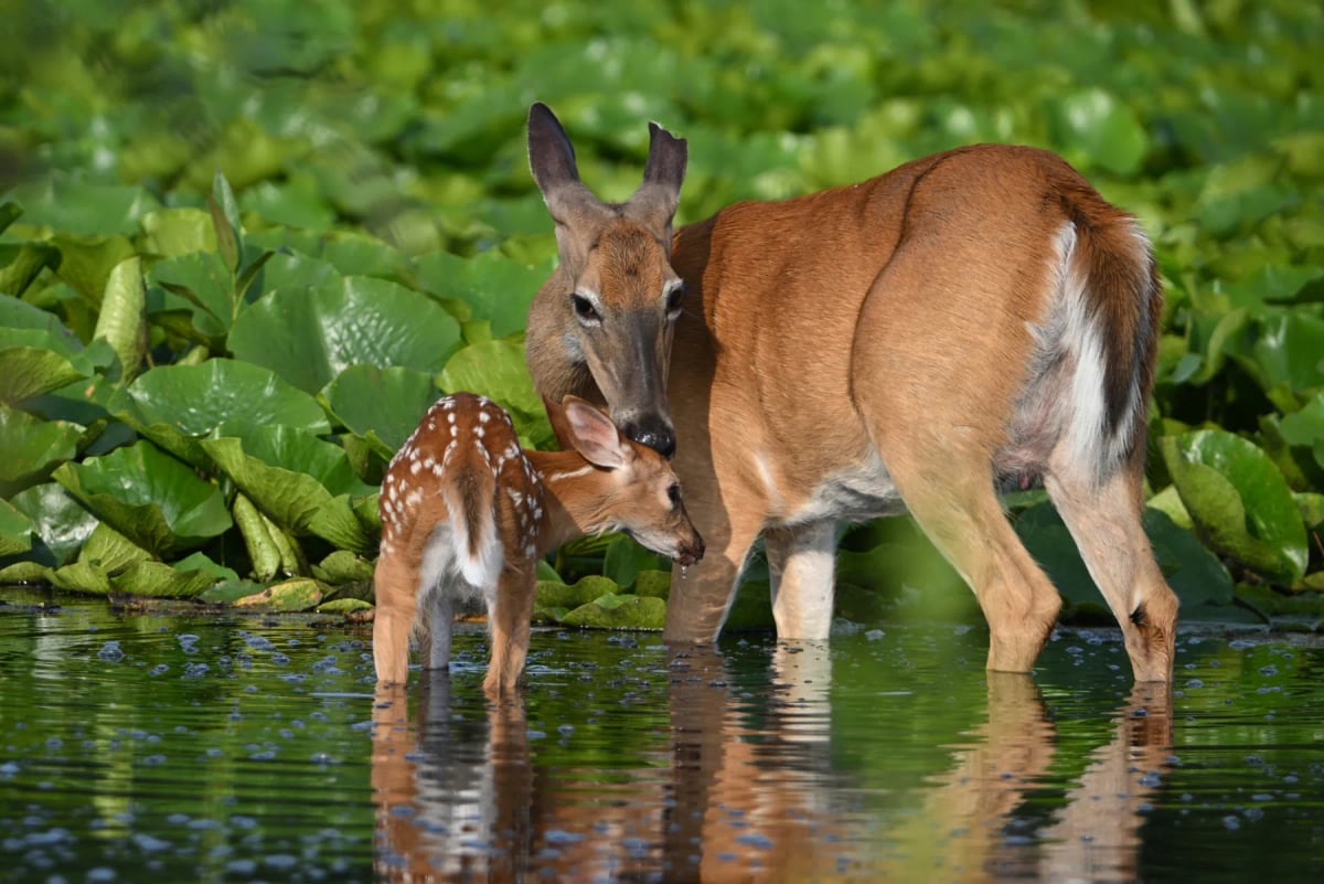 Venado Cola Blanca en la naturaleza