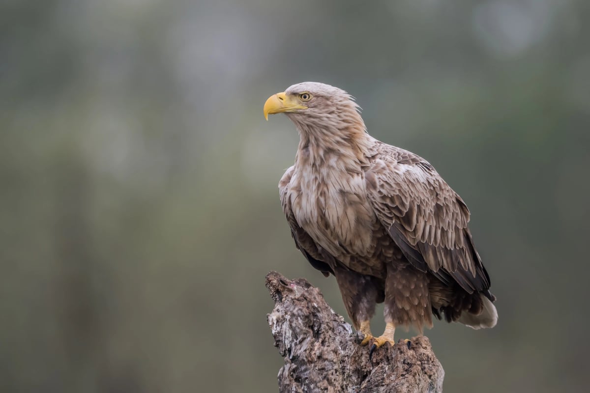 White tailed Eagle