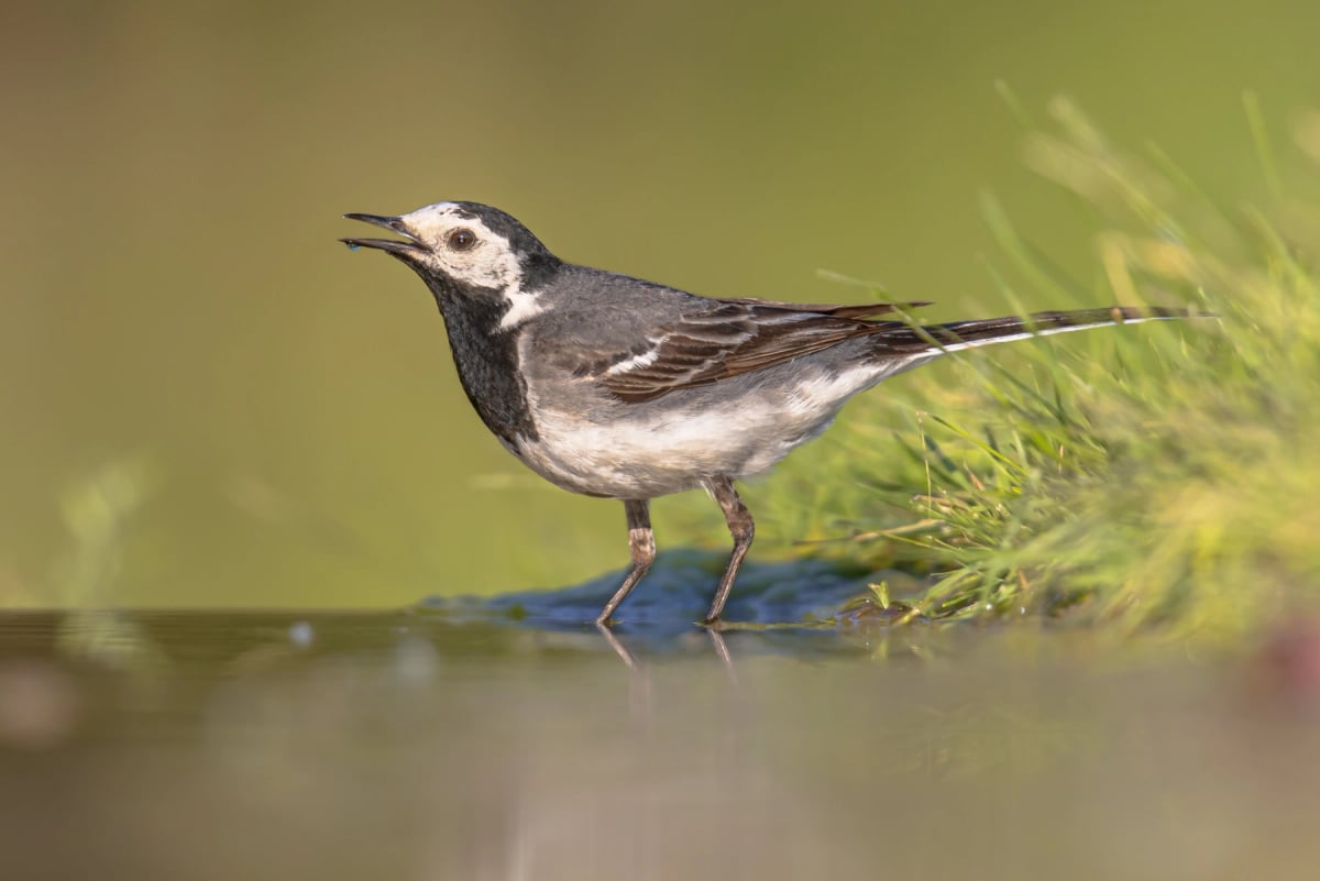 White Wagtail