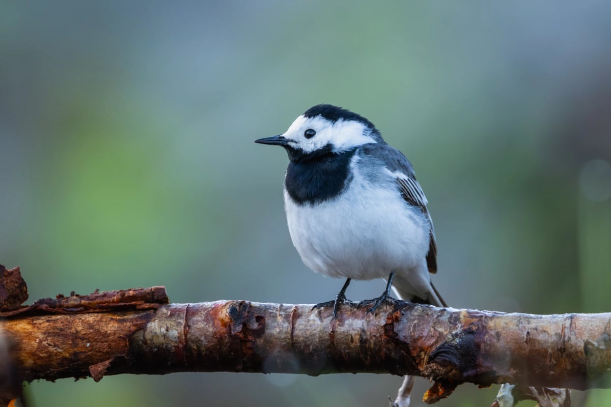 White Wagtail in the wild