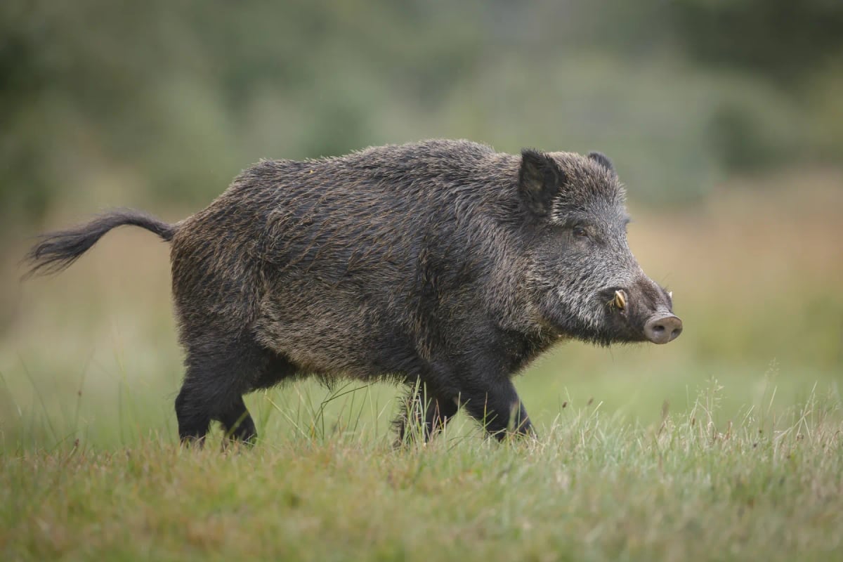 Wild Boar