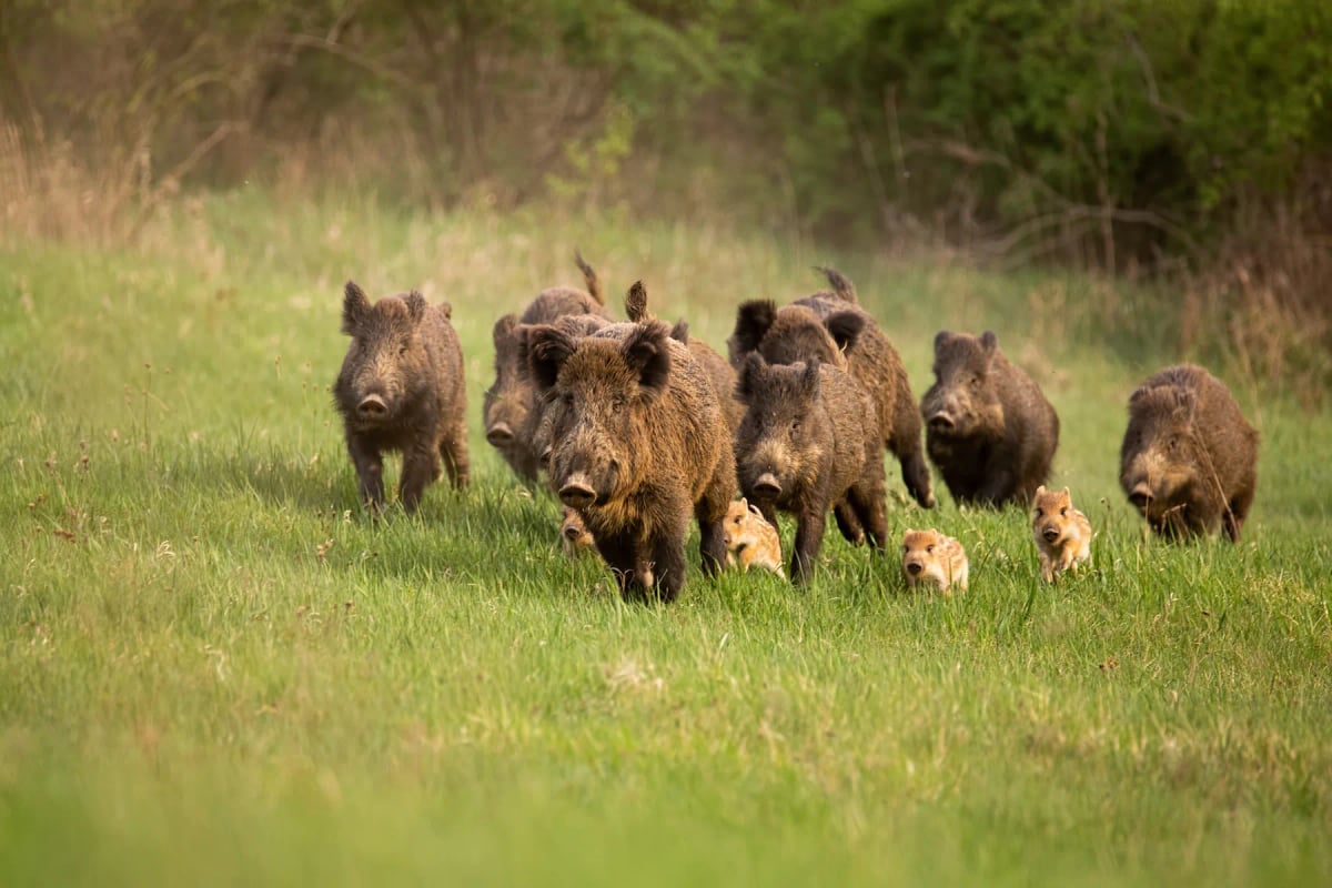 Wild Boar