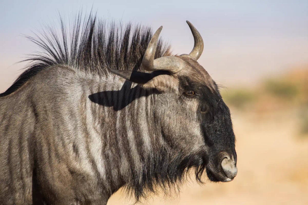Wildebeest in the wild