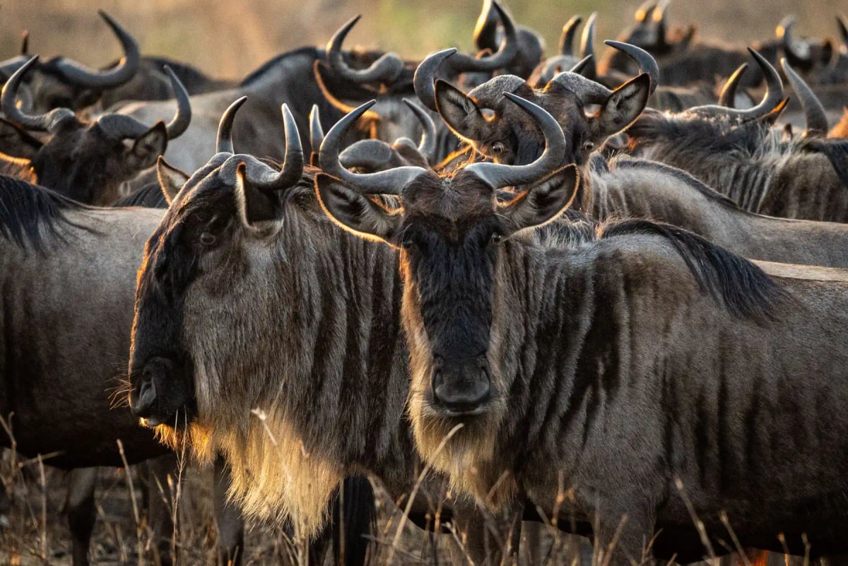 Wildebeest in the wild