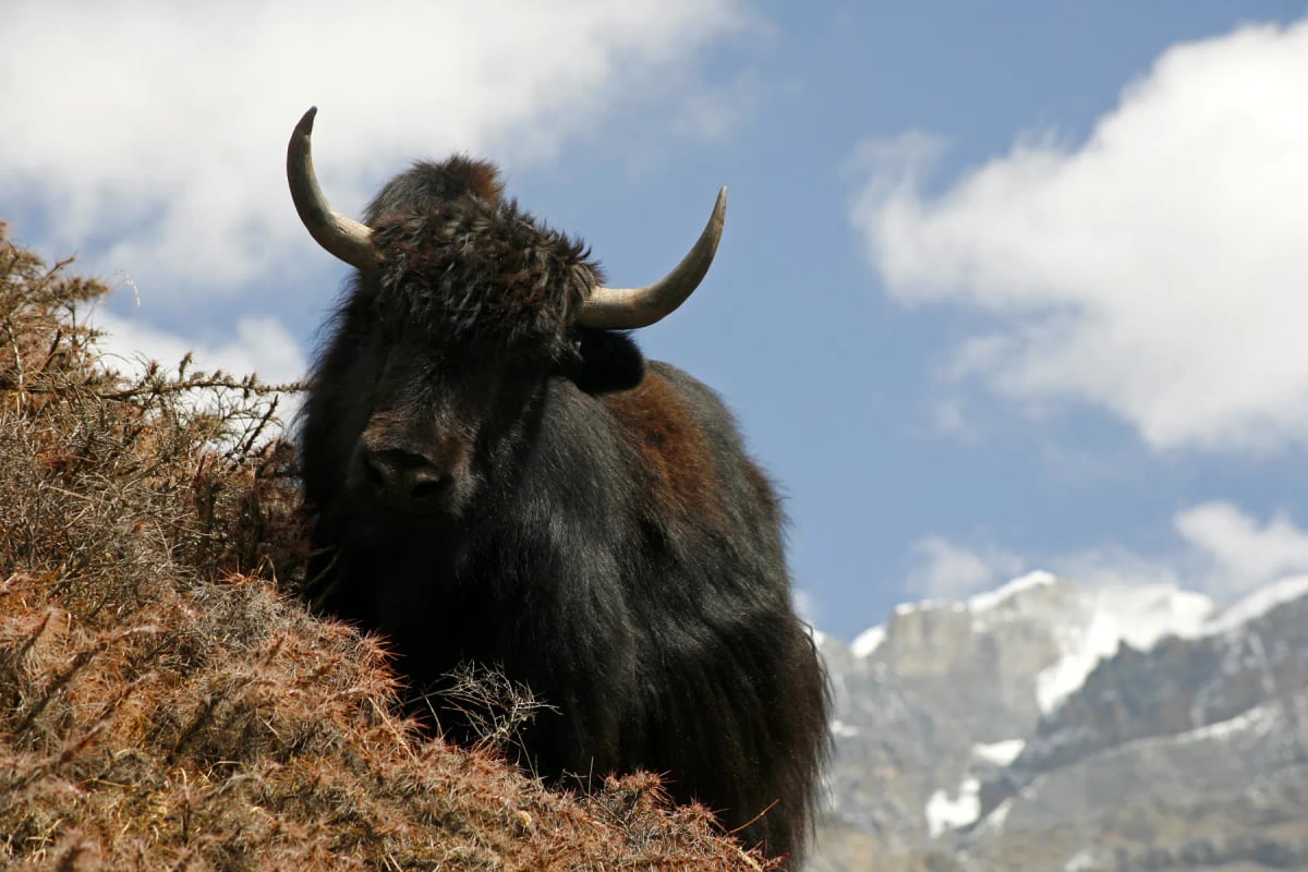 Yak in the wild