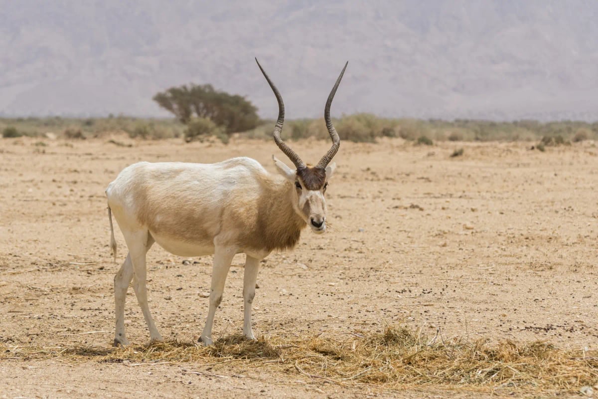 Addax