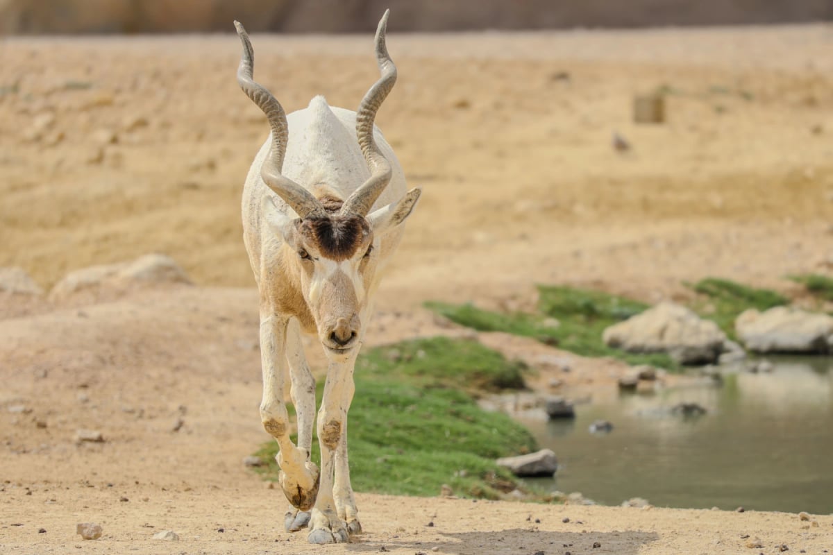 Photo by Wirestock on iStock Addax en la naturaleza