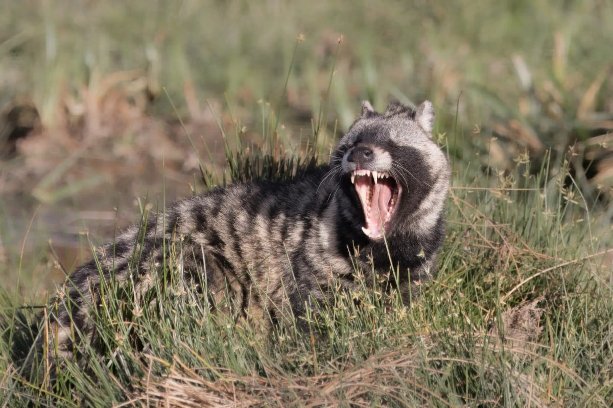 African Civet