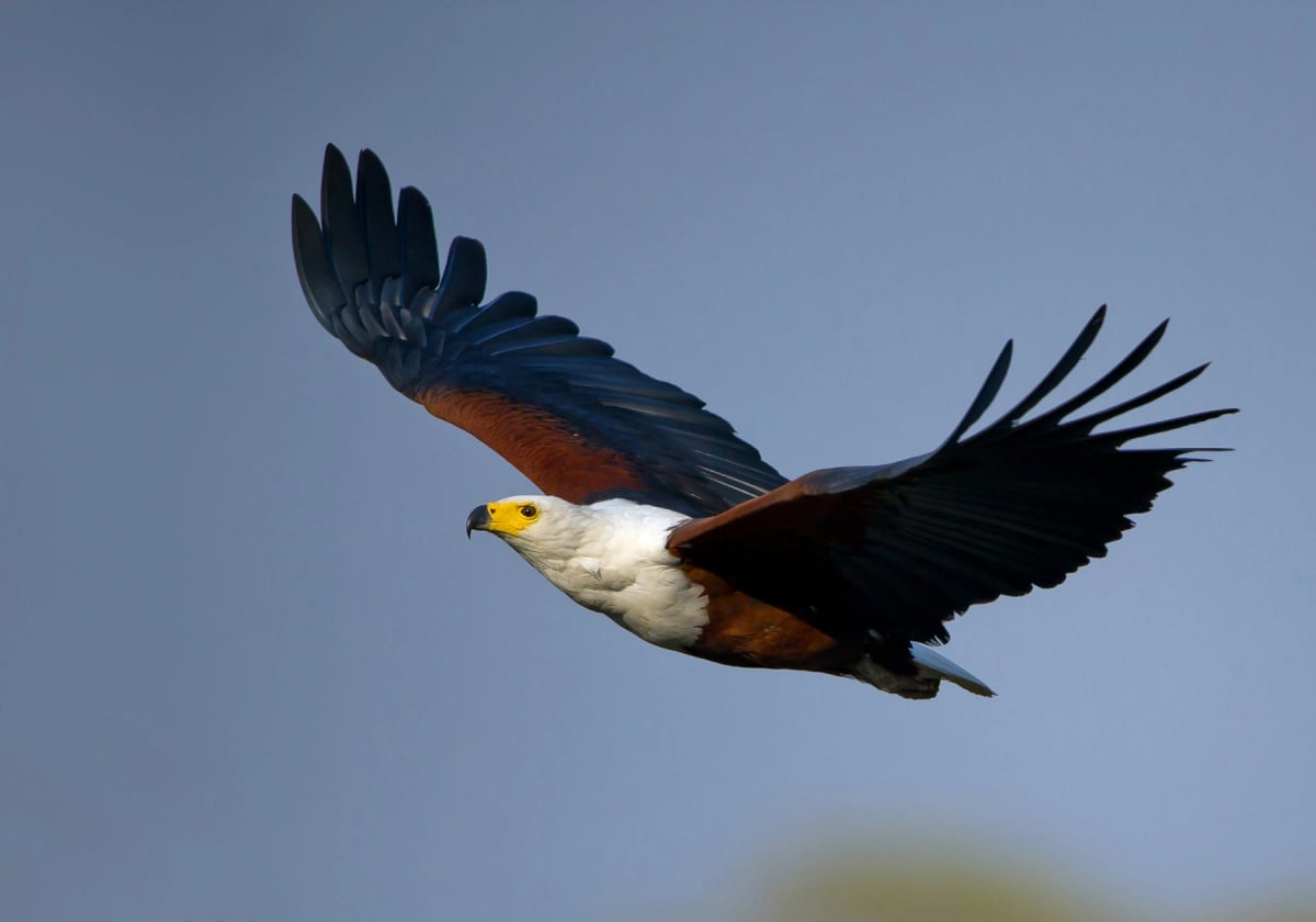 African Fish Eagle