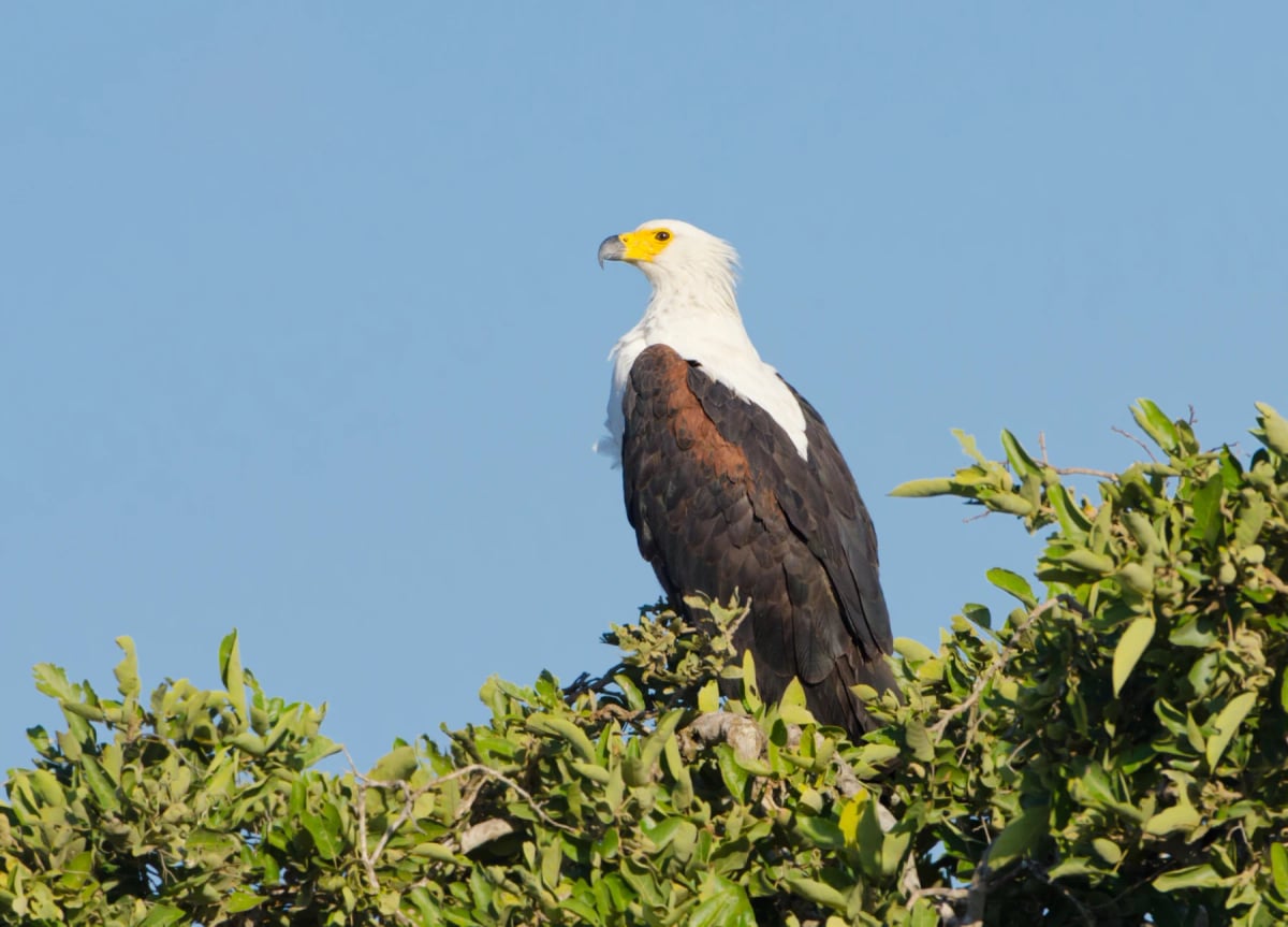 Photo by BirdImages on iStock Águila Pescadora Africana en la naturaleza