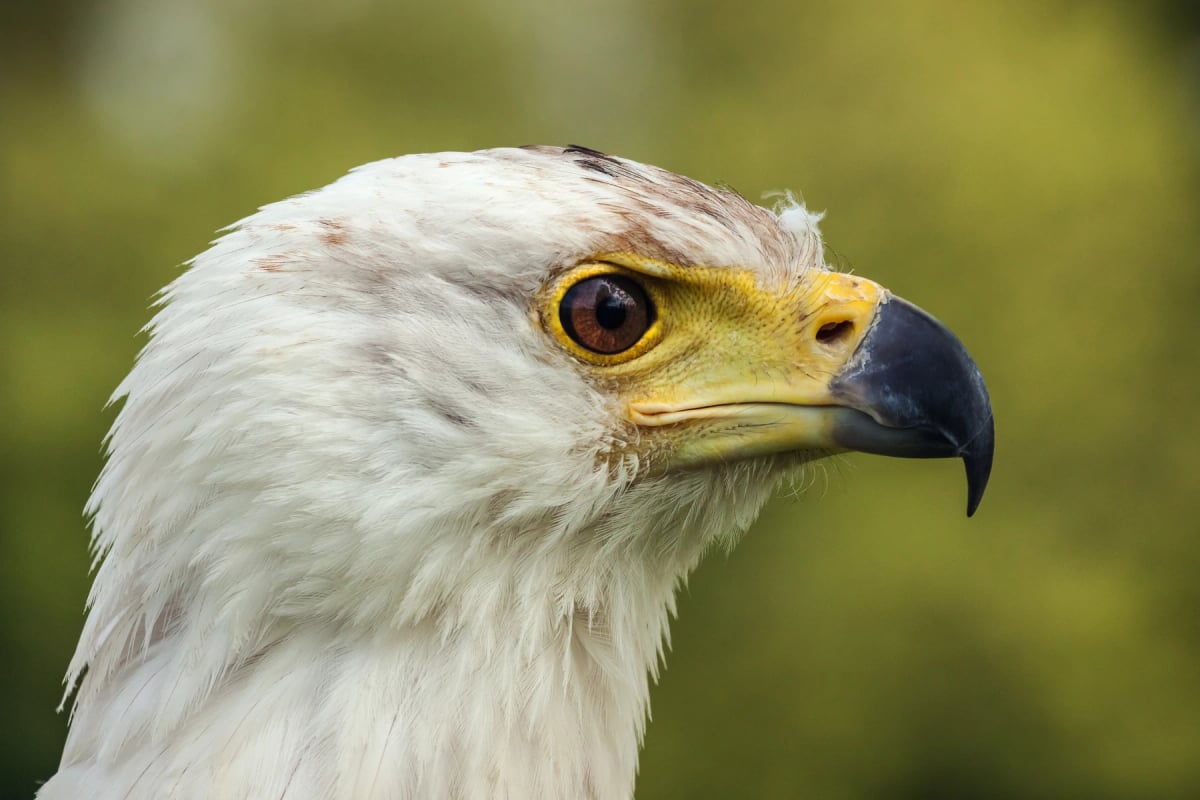 Águila Pescadora Africana en la naturaleza