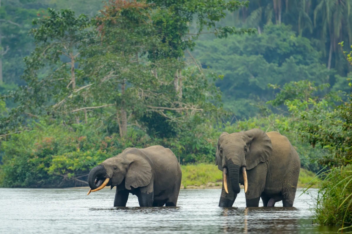 African Forest Elephant in the wild
