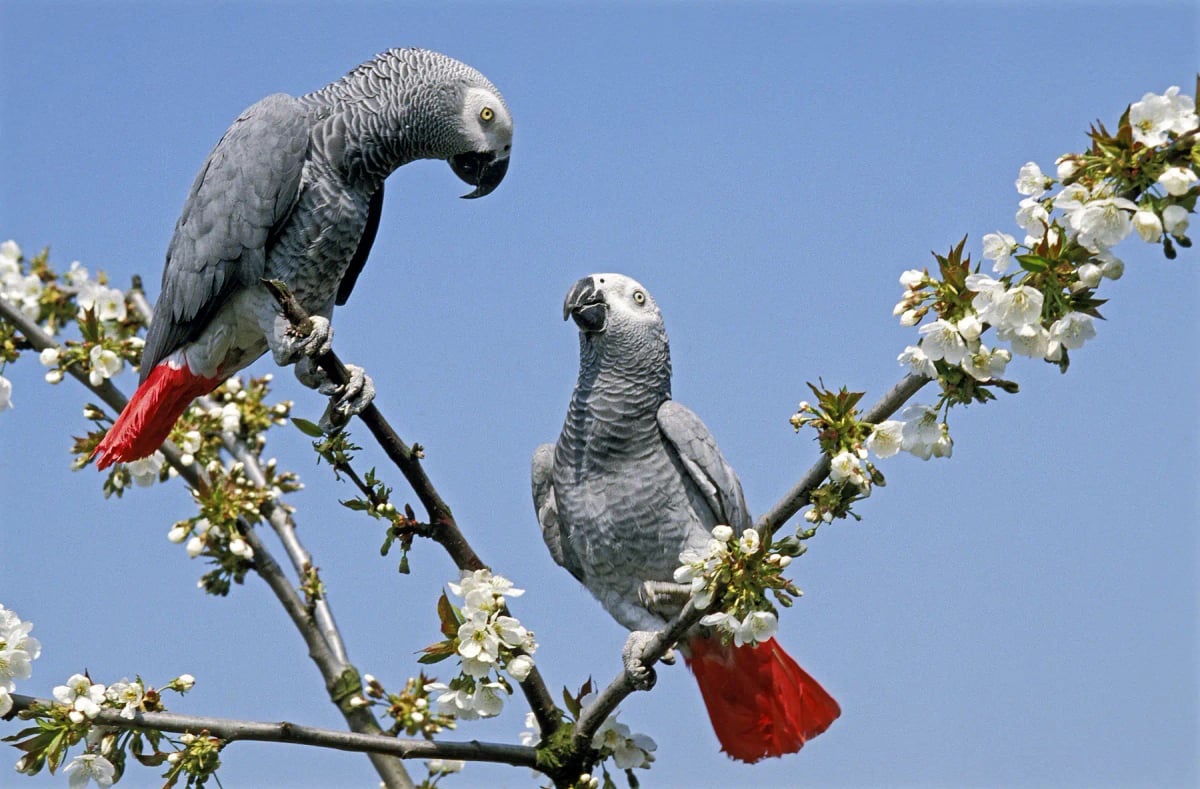 Photo by slowmotiongli on iStock Loro gris africano en la naturaleza