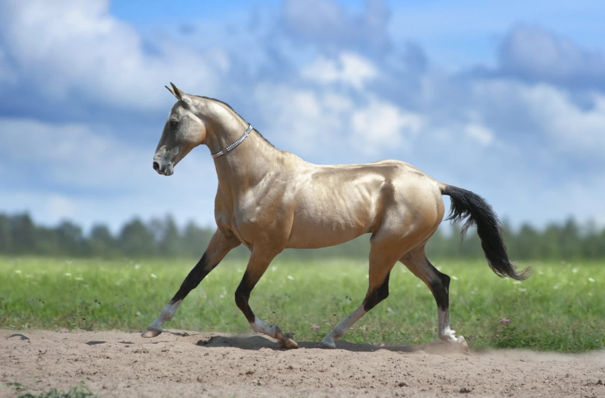 Photo by olgaIT on iStock Akhal Teke Horse