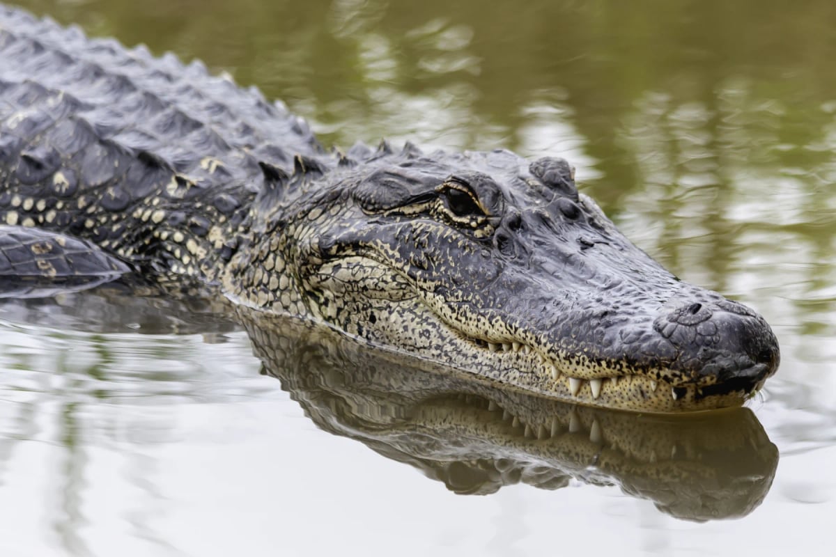 Alligator