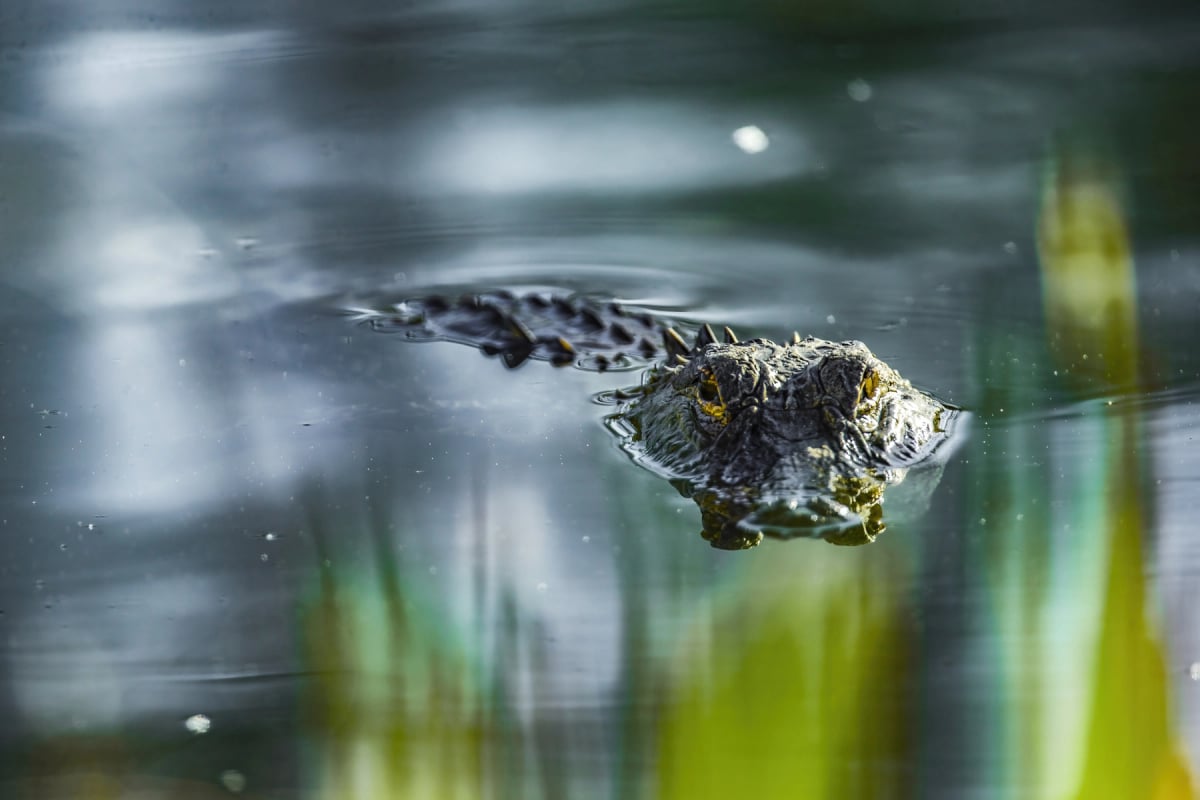 Photo by fotoguy22 on iStock Caimán americano en la naturaleza