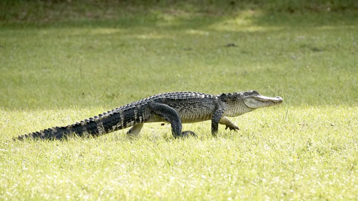 Caimán americano en la naturaleza