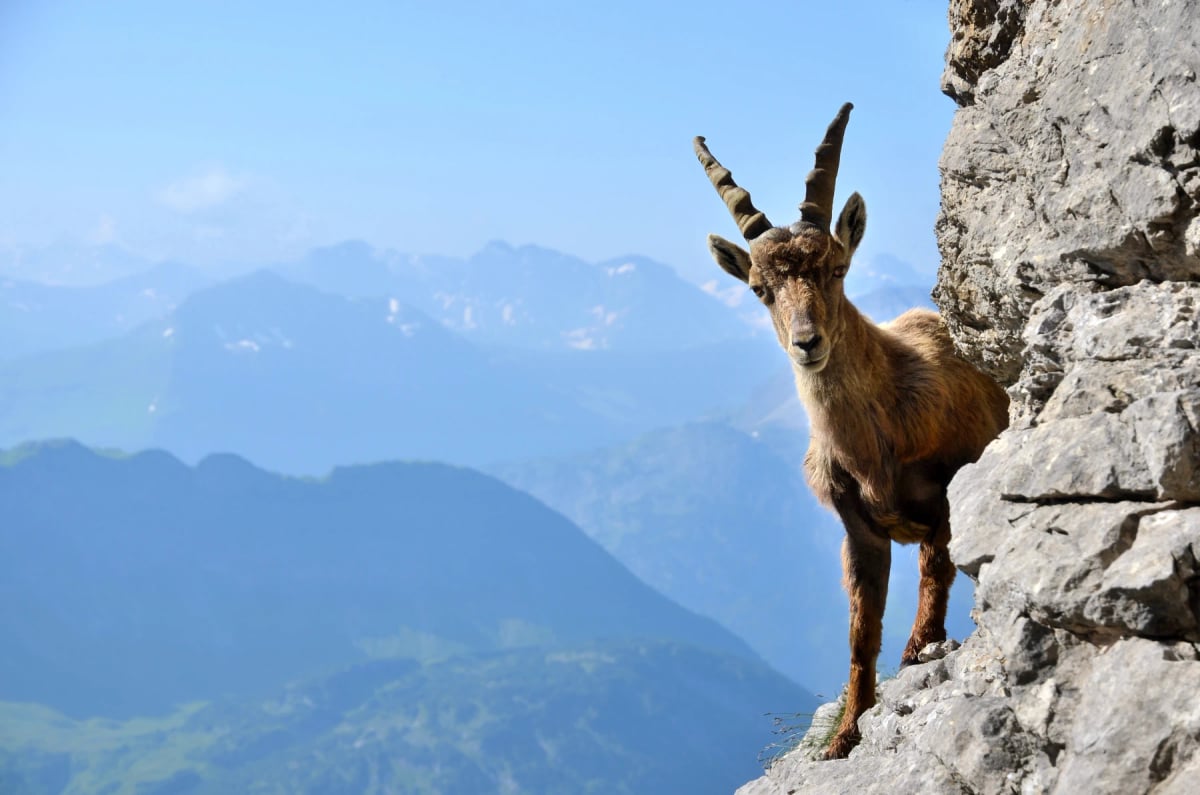Photo by Andreas-P on iStock Íbice alpino en la naturaleza