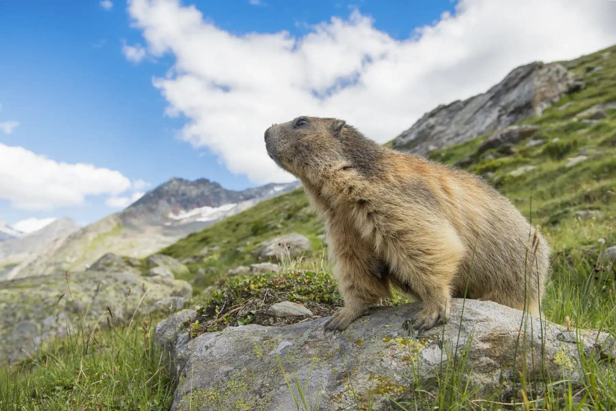 Photo by MirasWonderland on iStock Marmota alpina en la naturaleza