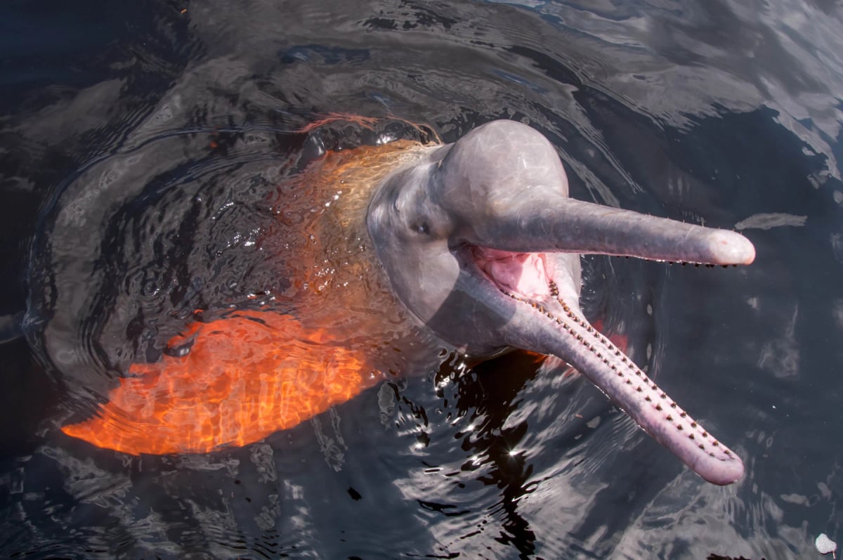 Photo by EriCatarina on iStock Delfín del Amazonas en la naturaleza