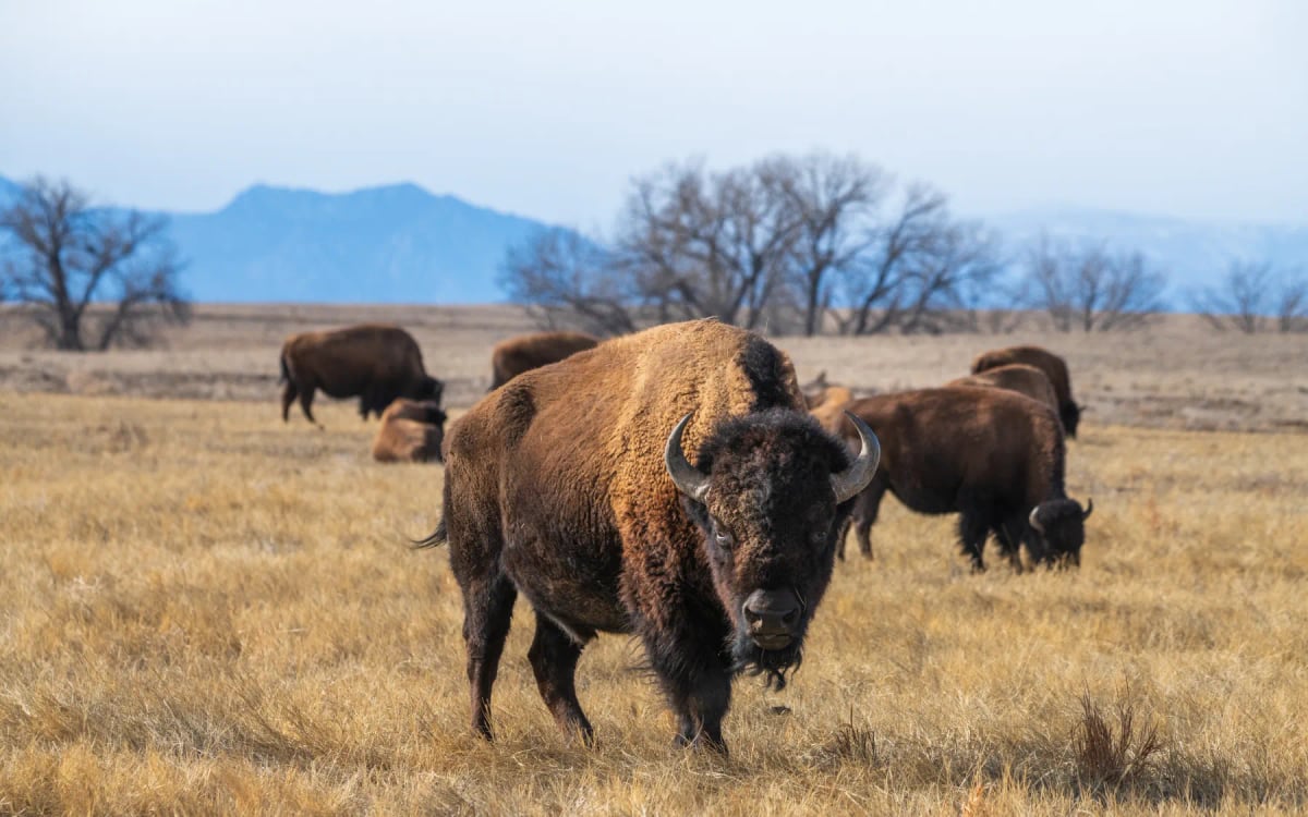 Photo by Daniel Swaim on iStock Bisonte americano en la naturaleza